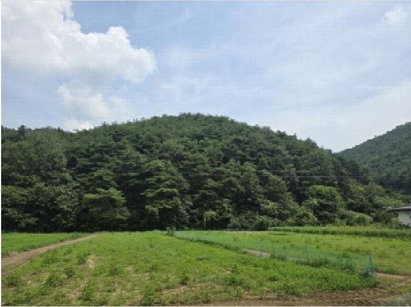 2025타경8763 경상북도 영천시 신녕면 부산리 산11-2 임야 경매 이미지