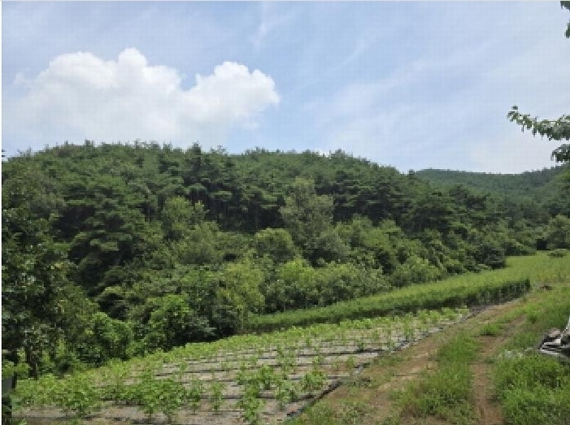 2025타경8763 경상북도 영천시 신녕면 부산리 산11-2 임야 경매 이미지