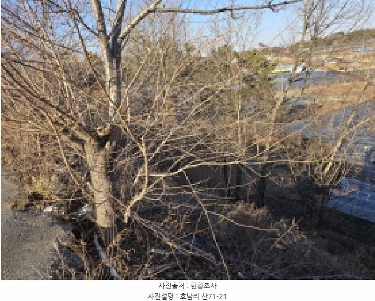 2025타경5179 경상북도 영천시 금호읍 호남리 436-3 임야 경매 이미지
