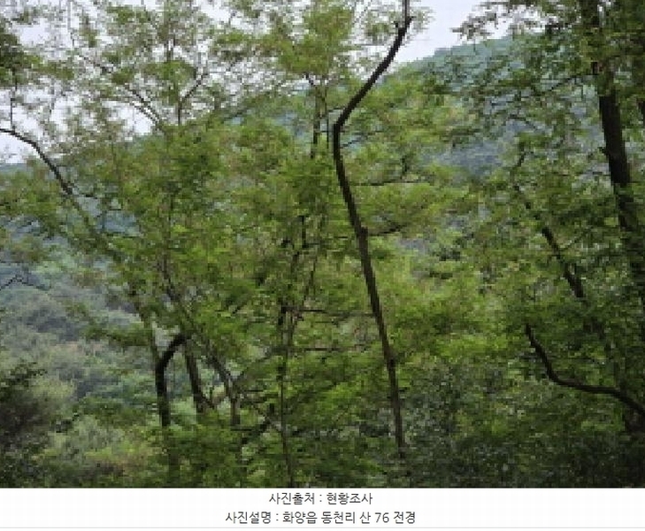 2025타경7775 경상북도 청도군 화양읍 동천리 산76 임야 경매 이미지