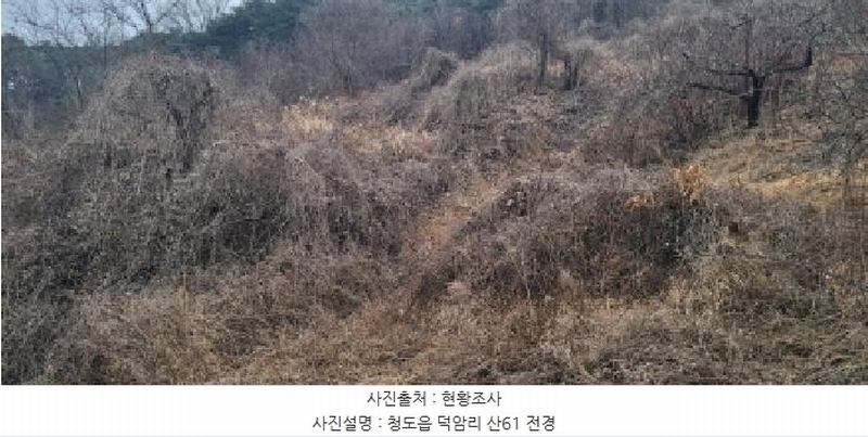 2025타경5735 경상북도 청도군 청도읍 덕암리 산59 임야 경매 이미지