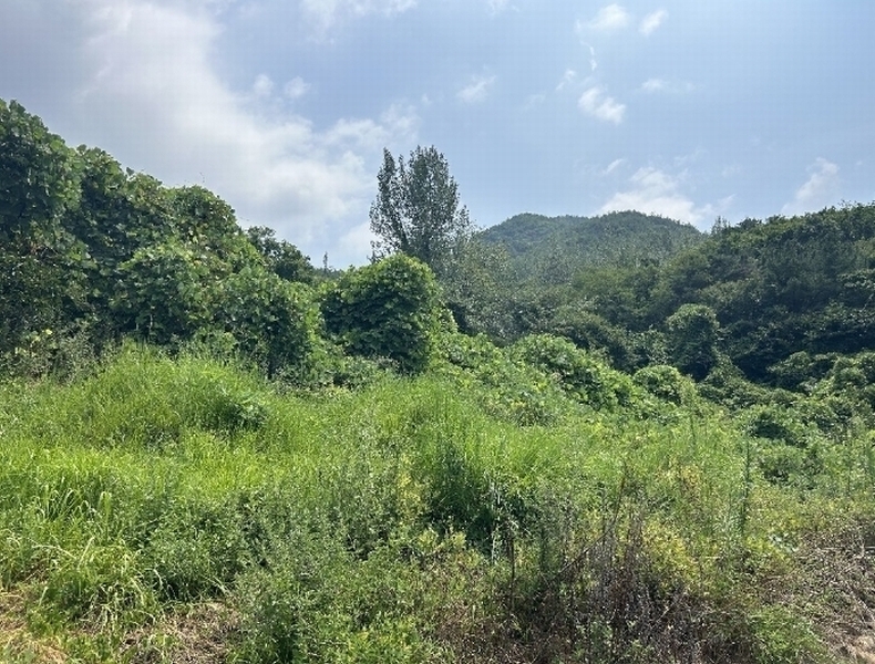 2024타경6953 경상북도 청도군 매전면 장연리 755 농지 경매 이미지