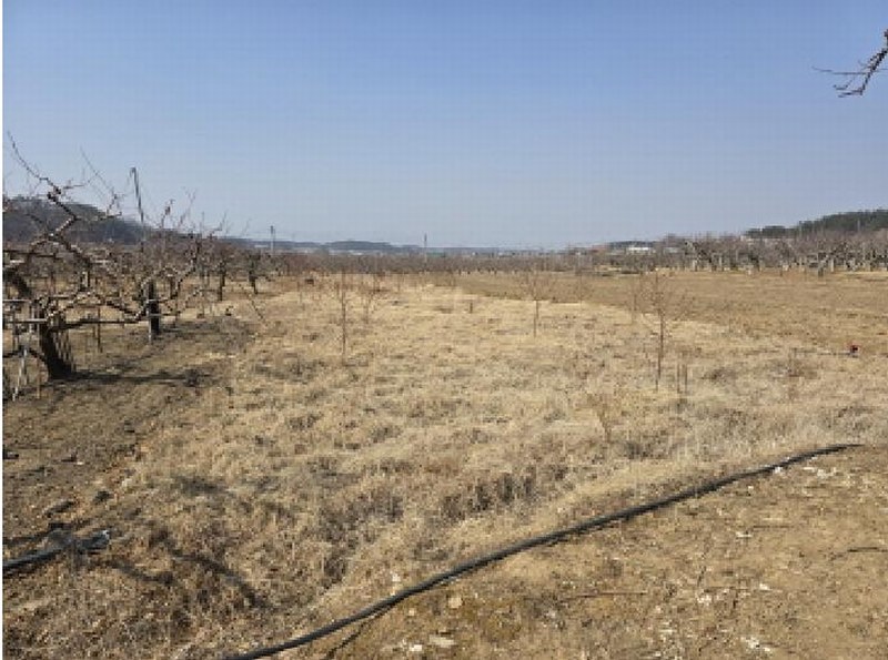 2025타경6578 경상북도 영천시 대창면 조곡리 441-2 농지 경매 이미지