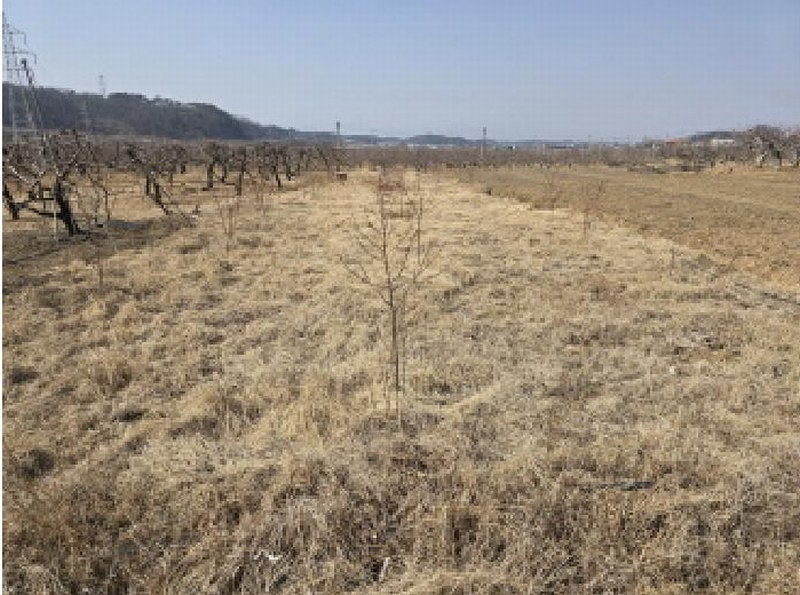 2025타경6578 경상북도 영천시 대창면 조곡리 441-2 농지 경매 이미지