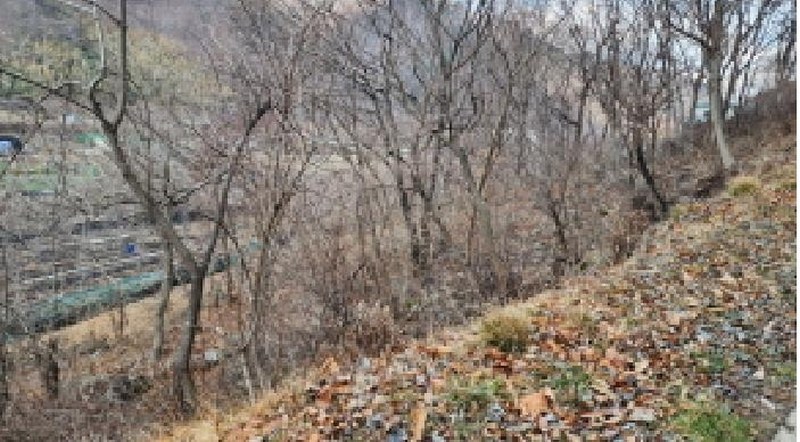 2025타경956 경상남도 양산시 원동면 선리 산77 임야 경매 이미지