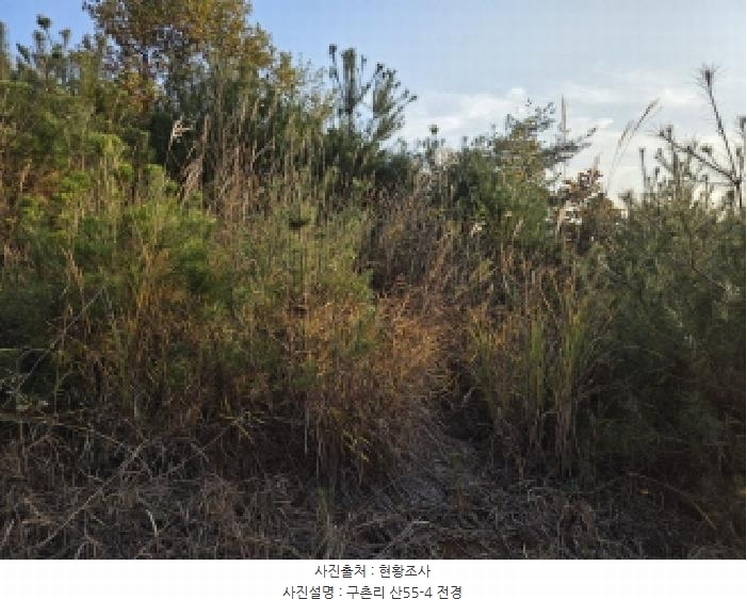 2025타경967 경상북도 청도군 매전면 구촌리 산7 임야 경매 이미지