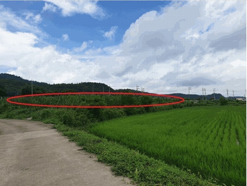 2025타경8616 경상북도 영천시 북안면 반계리 290-1 농지 경매 이미지