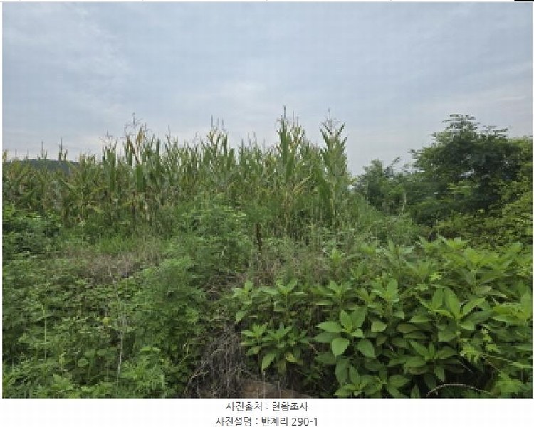 2025타경8616 경상북도 영천시 북안면 반계리 290-1 농지 경매 이미지