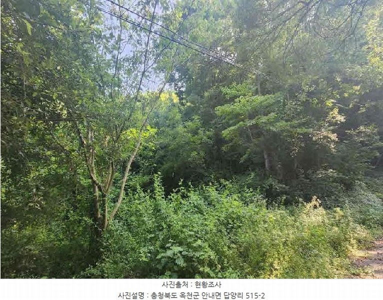 2025타경10163 충청북도 옥천군 안내면 답양리 515 농지 경매 이미지