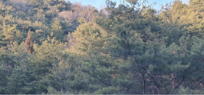 2025타경6219 경상북도 경산시 남천면 산전리 산150 임야 경매 이미지