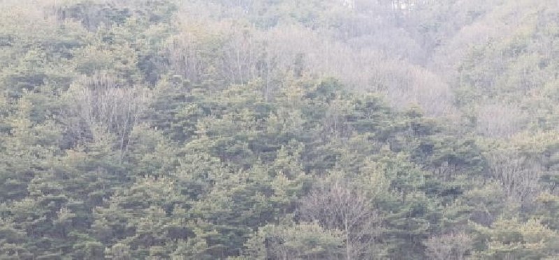 2025타경6219 경상북도 경산시 남천면 산전리 산150 임야 경매 이미지