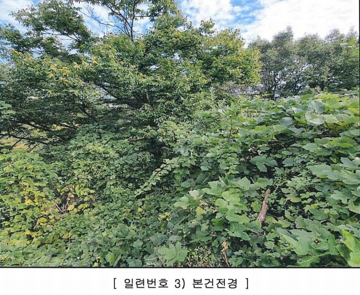 2024타경9099 경상북도 청도군 각북면 오산리 1175-3 임야 경매 이미지
