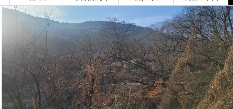 2024타경11436 대구광역시 동구 도동 산207 임야 경매 이미지