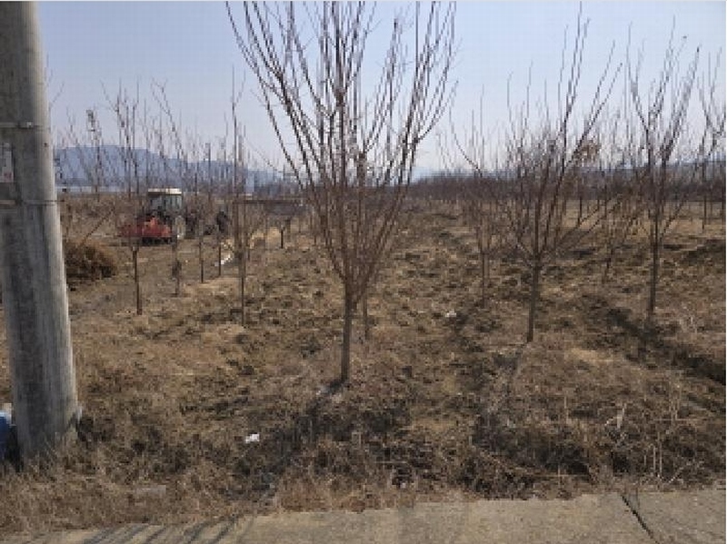 2025타경6738 경상북도 영천시 대창면 강회리 159 농지 경매 이미지