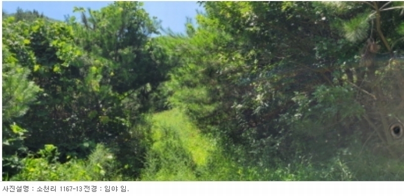 2024타경113325 경상북도 청도군 금천면 소천리 1167-1 임야 경매 이미지