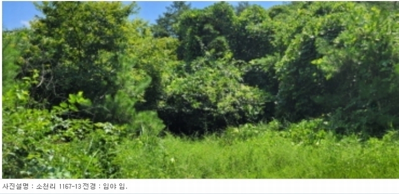 2024타경113325 경상북도 청도군 금천면 소천리 1167-1 임야 경매 이미지