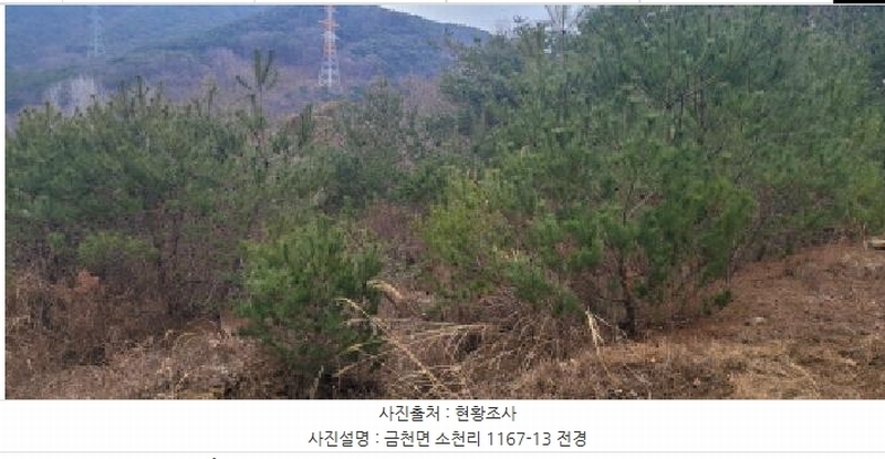 2024타경113325 경상북도 청도군 금천면 소천리 1167-1 임야 경매 이미지