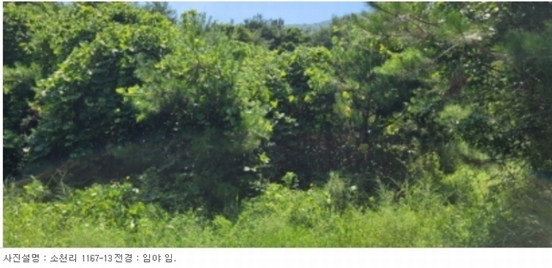 2024타경113325 경상북도 청도군 금천면 소천리 1167-1 임야 경매 이미지