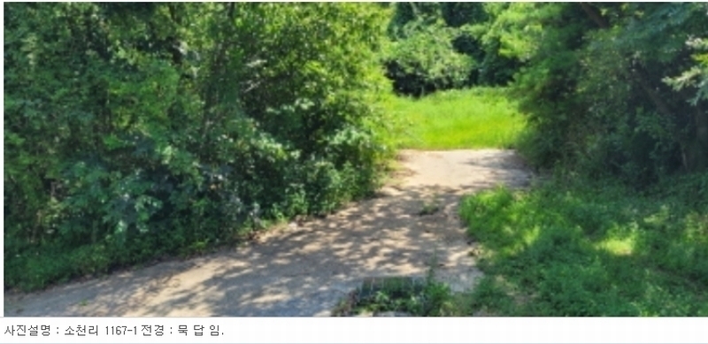 2024타경113325 경상북도 청도군 금천면 소천리 1167-1 임야 경매 이미지