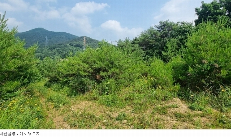 2024타경113325 경상북도 청도군 금천면 소천리 1167-1 임야 경매 이미지