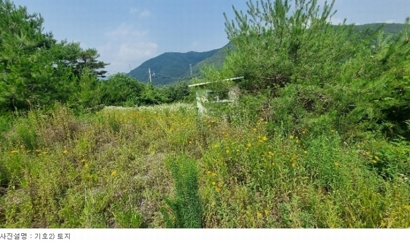 2024타경113325 경상북도 청도군 금천면 소천리 1167-1 임야 경매 이미지