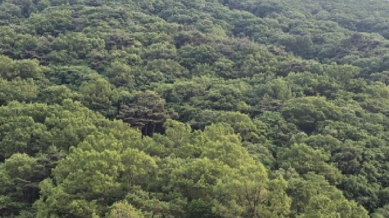 2025타경7322 경상북도 칠곡군 가산면 석우리 산100 임야 경매 이미지