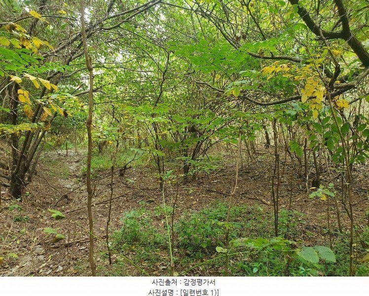2024타경9563 경상북도 영천시 금호읍 원제리 73 임야 경매 이미지