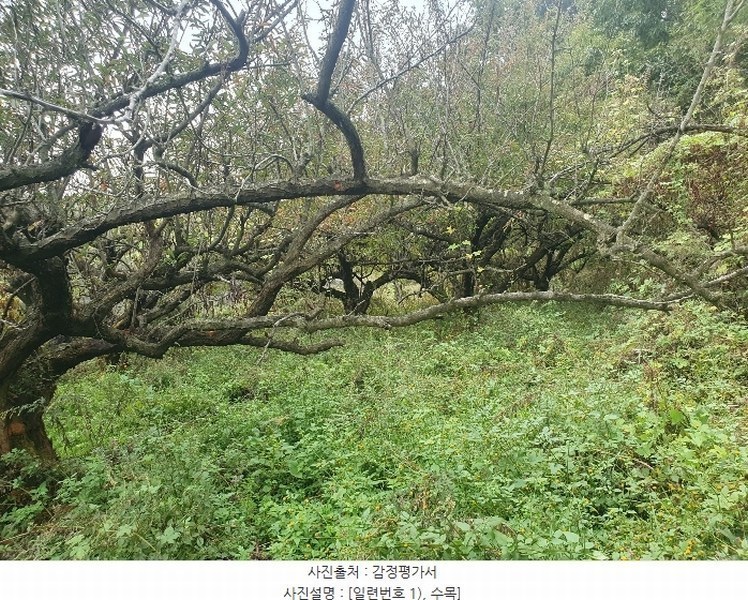2024타경9563 경상북도 영천시 금호읍 원제리 73 임야 경매 이미지