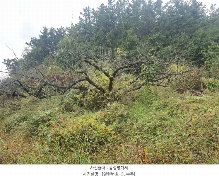 2024타경9563 경상북도 영천시 금호읍 원제리 73 임야 경매 이미지