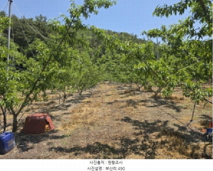2025타경7771 경상북도 영천시 신녕면 부산리 490 농지 경매 이미지