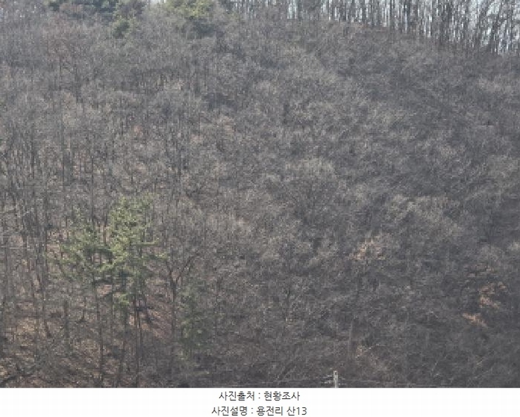 2025타경6462 경상북도 영천시 대창면 용전리 산13-1 임야 경매 이미지