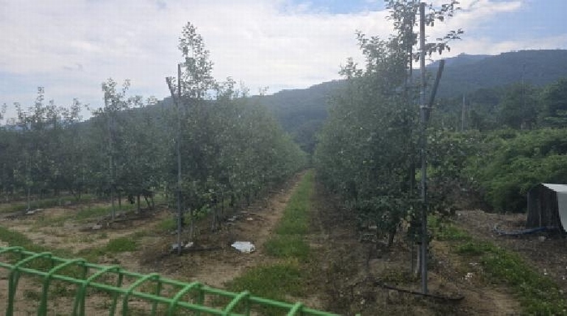 2025타경8082 경상북도 칠곡군 가산면 가산리 311 농지 경매 이미지