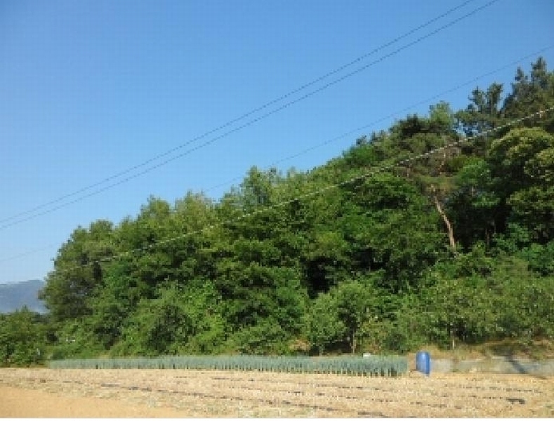 2025타경31312 대구광역시 달성군 현풍읍 신기리 328 임야 경매 이미지