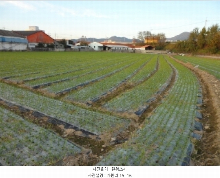 2024타경42734 대구광역시 달성군 구지면 가천리 13-1 농지 경매 이미지