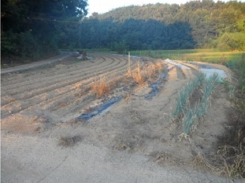2025타경31633 경상북도 고령군 우곡면 객기리 365 농지 경매 이미지