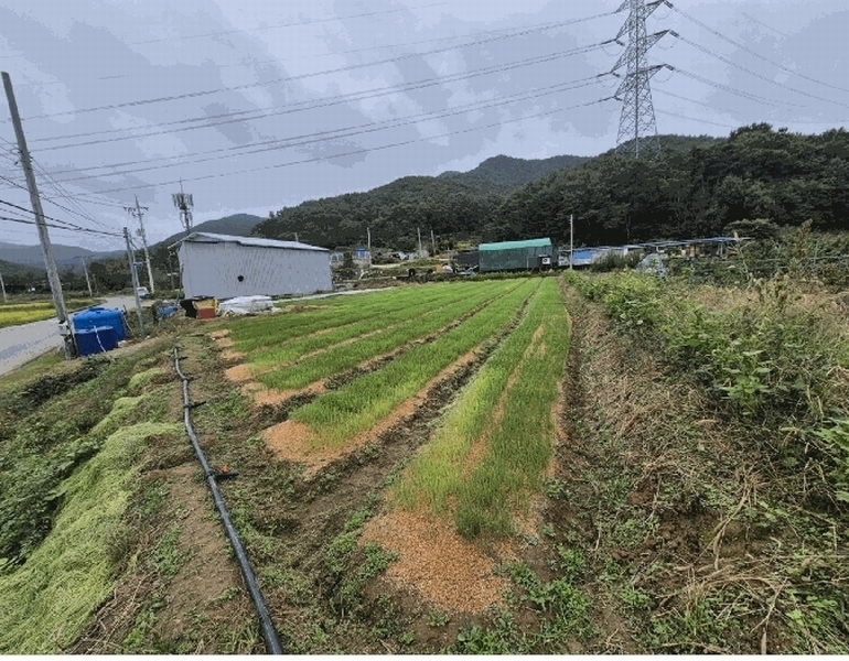 2025타경31868 경상북도 고령군 운수면 법리 236 농지 경매 이미지