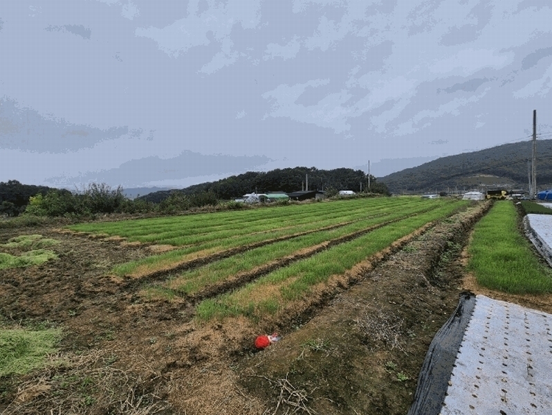2025타경31868 경상북도 고령군 운수면 법리 236 농지 경매 이미지