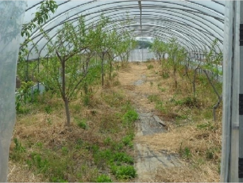 2025타경31094 대구광역시 달성군 화원읍 설화리 93 농지 경매 이미지