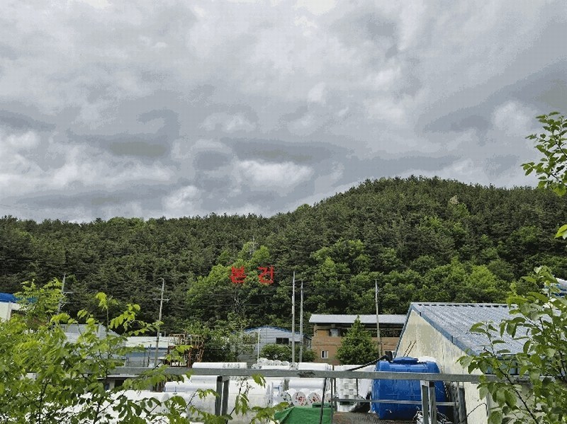 2025타경31196 경상북도 고령군 개진면 반운리 산28-1 임야 경매 이미지