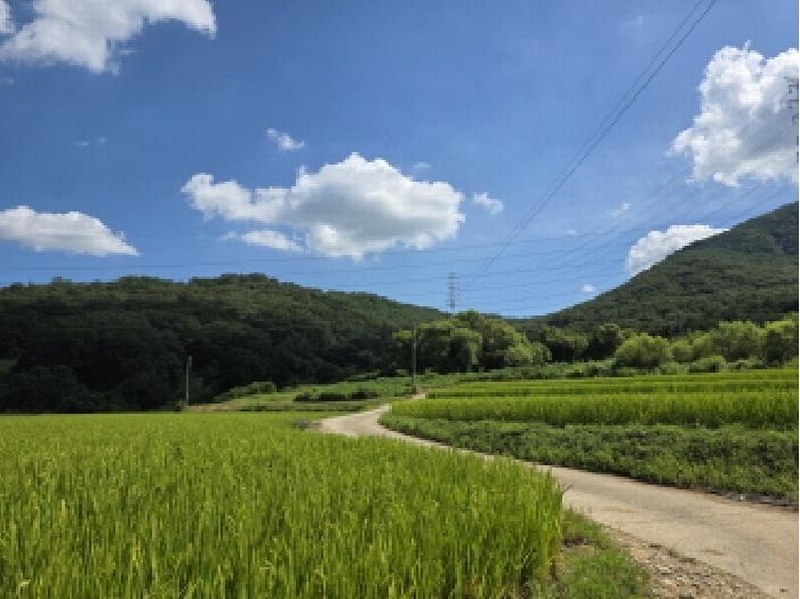 2025타경2030 경상북도 성주군 용암면 용정리 산80 임야 경매 이미지