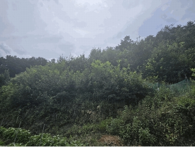 2025타경31700 경상북도 고령군 개진면 부리 284 농지 경매 이미지