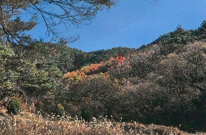 2024타경41977 경상북도 성주군 벽진면 자산리 산20 임야 경매 이미지