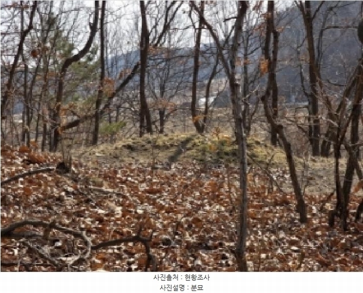 2025타경100260 경상북도 안동시 와룡면 이상리 산99-2 임야 경매 이미지
