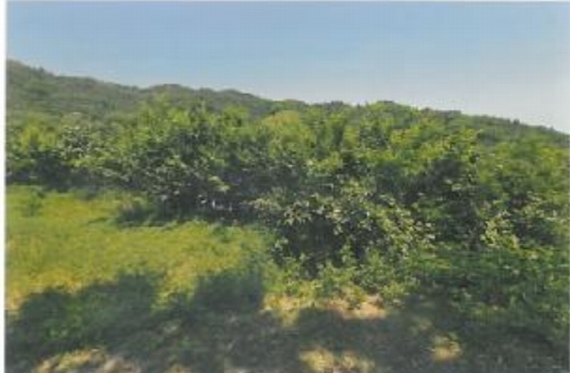 2025타경11024 경상북도 구미시 봉곡동 610 농지 경매 이미지