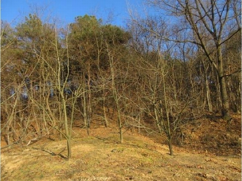 2025타경5133 경상북도 상주시 낙동면 상촌리 산32-8 임야 경매 이미지