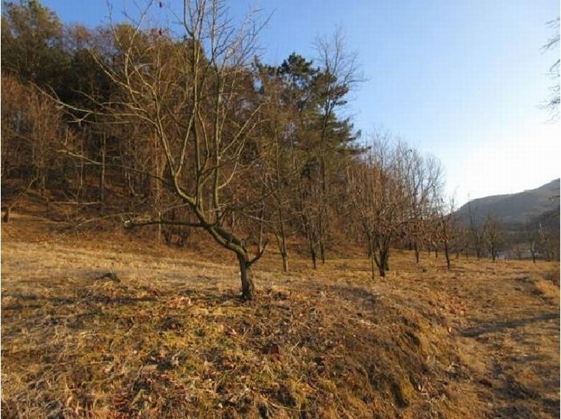 2025타경5133 경상북도 상주시 낙동면 상촌리 산32-8 임야 경매 이미지