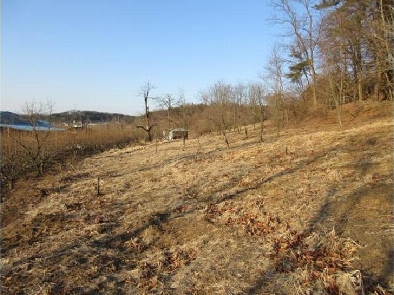 2025타경5133 경상북도 상주시 낙동면 상촌리 산32-8 임야 경매 이미지