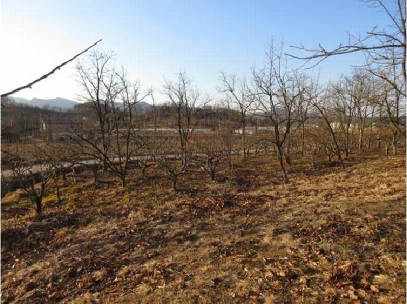 2025타경5133 경상북도 상주시 낙동면 상촌리 산32-8 임야 경매 이미지