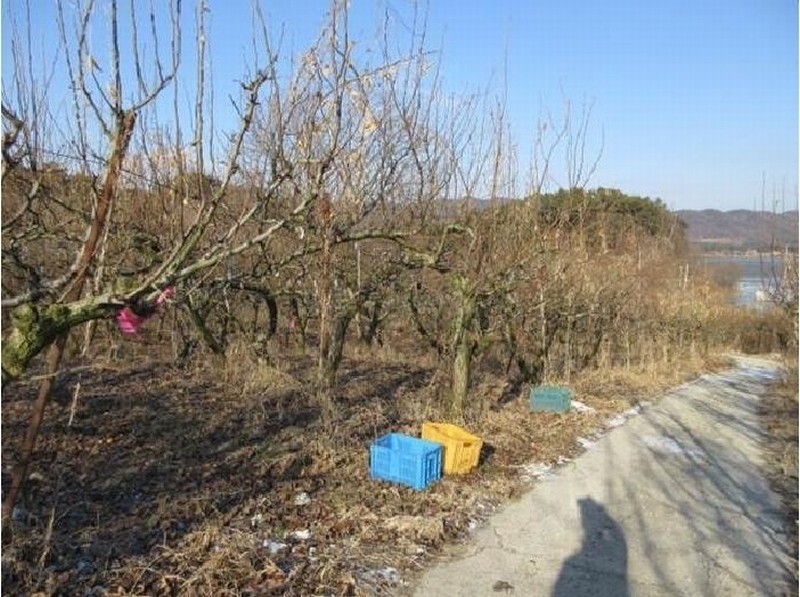 2025타경5218 경상북도 상주시 공검면 오태리 59-8 과수원 경매 이미지
