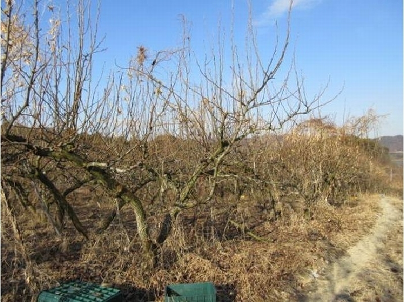 2025타경5218 경상북도 상주시 공검면 오태리 59-8 과수원 경매 이미지